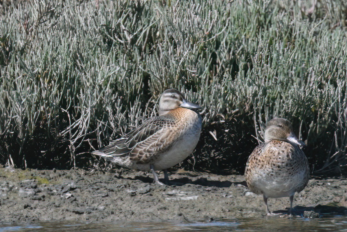 Garganey - Max Brodie