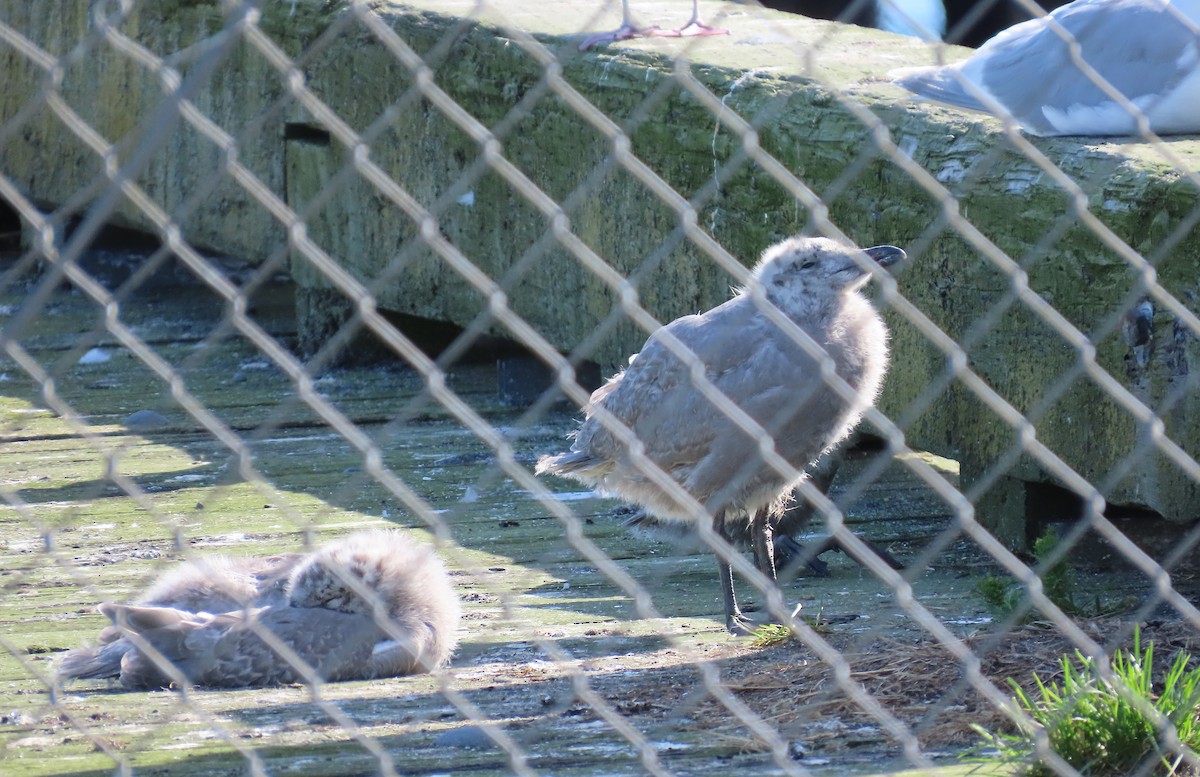 Glaucous-winged Gull - ML623803387