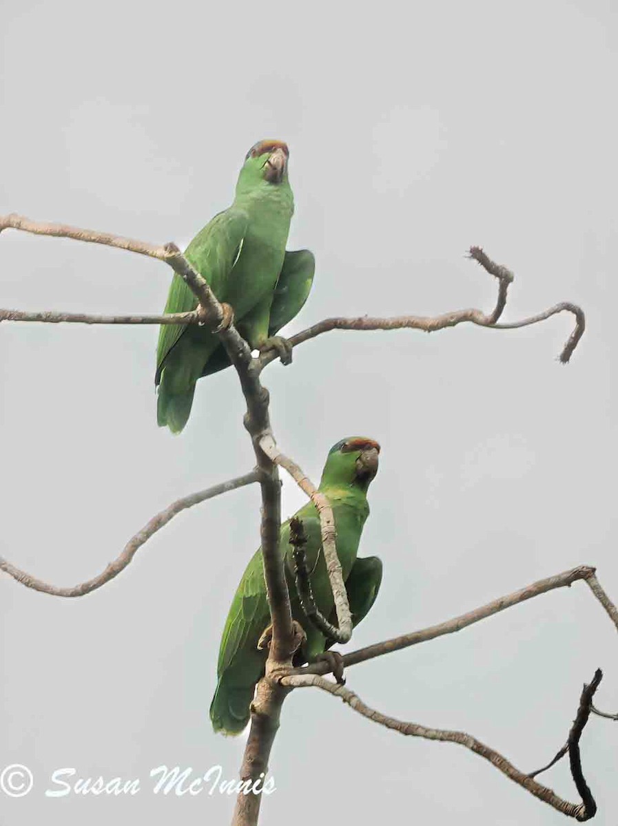 Festive Parrot - ML623803388