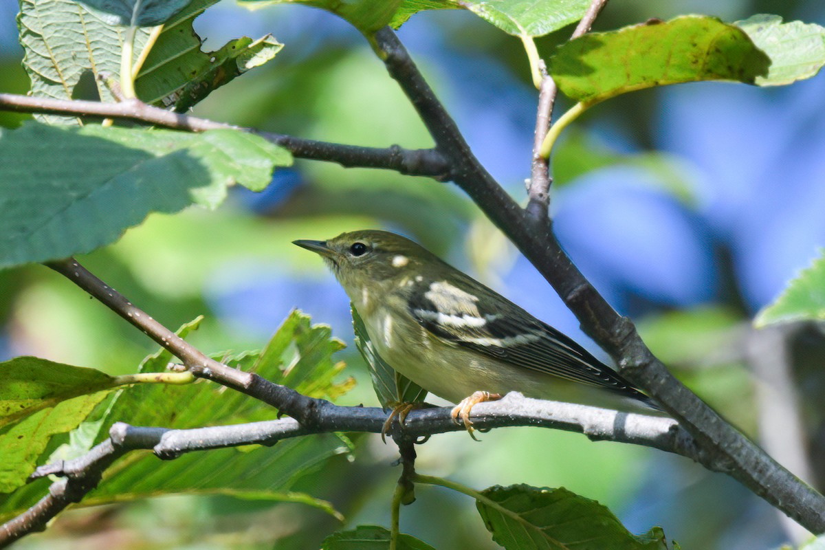 Paruline rayée - ML623803424
