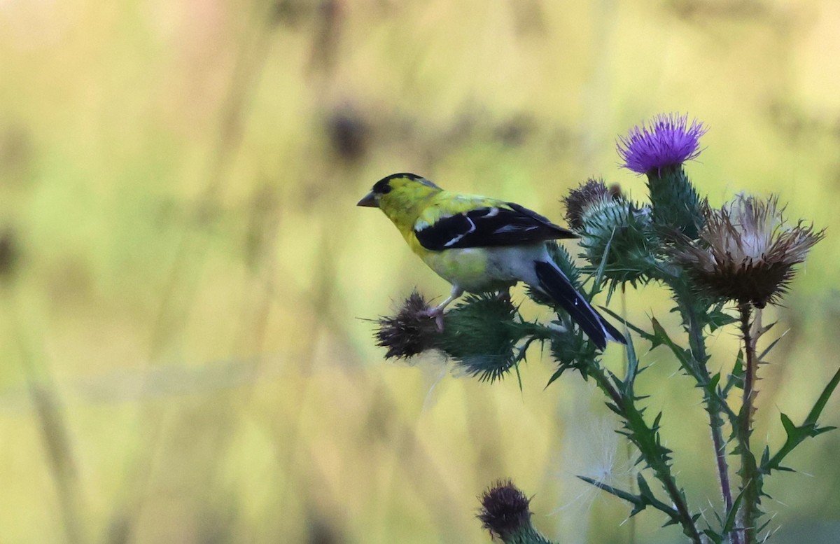 American Goldfinch - ML623803448