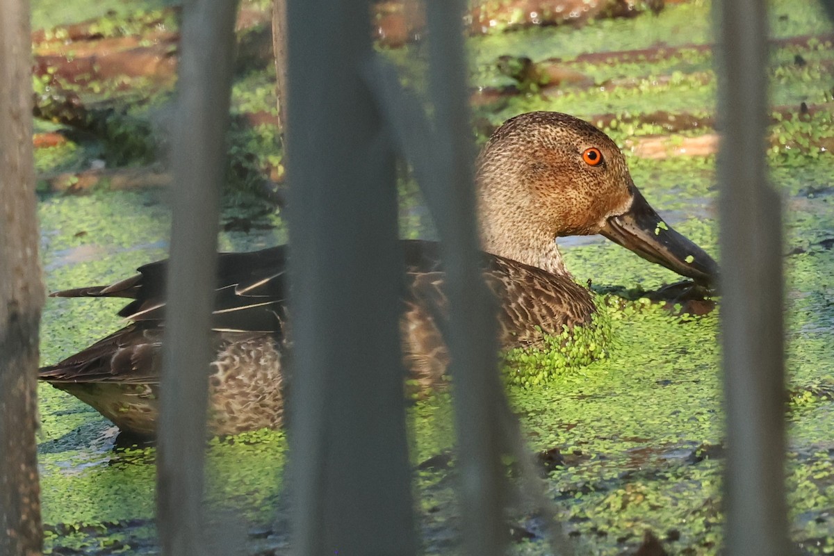 Cinnamon Teal - ML623803466