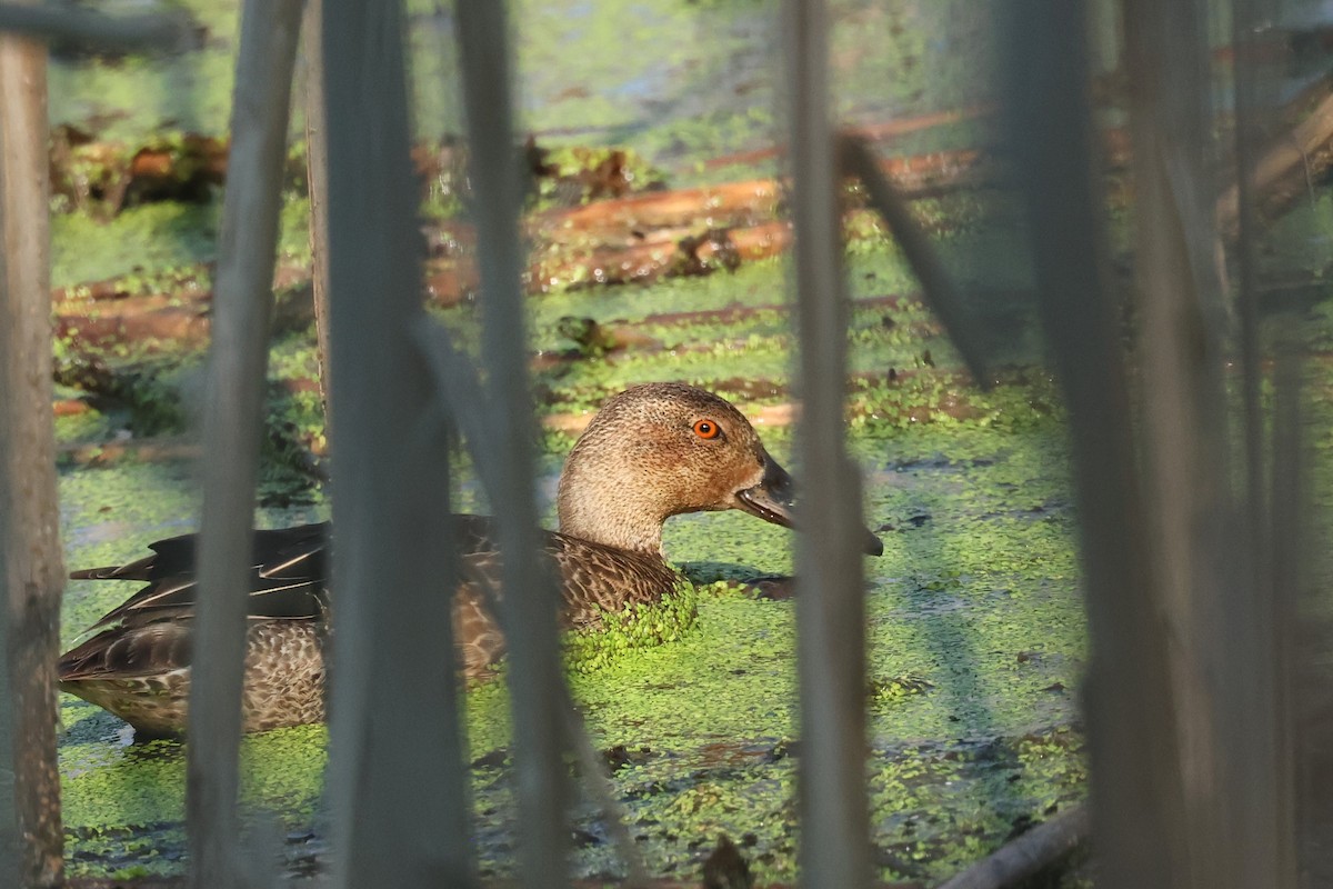Cinnamon Teal - ML623803467