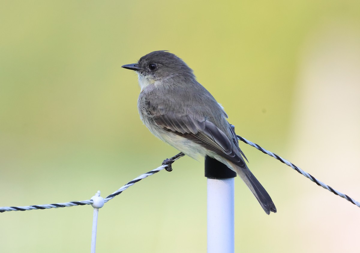 Eastern Phoebe - ML623803503