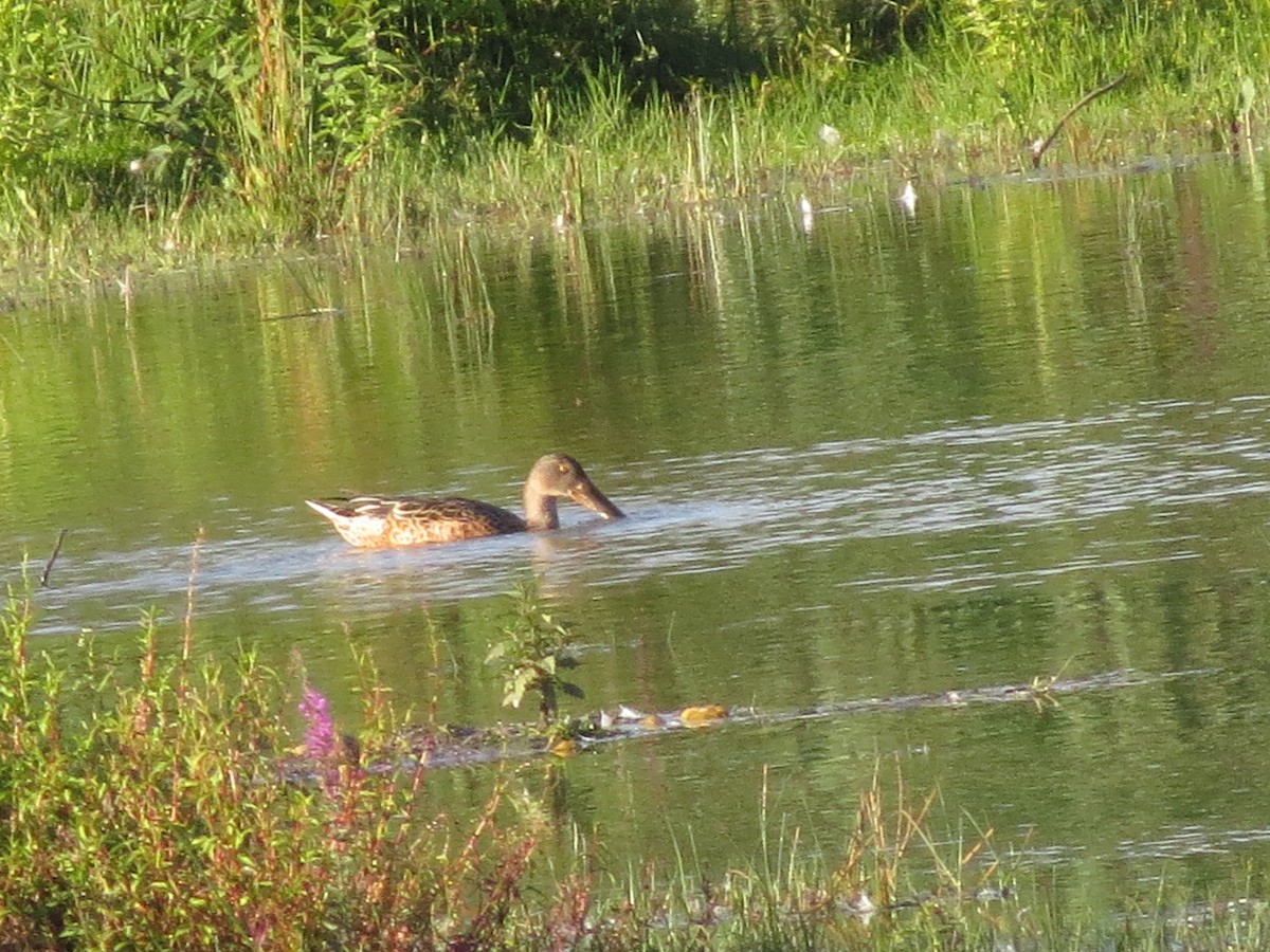 Northern Shoveler - ML623803510