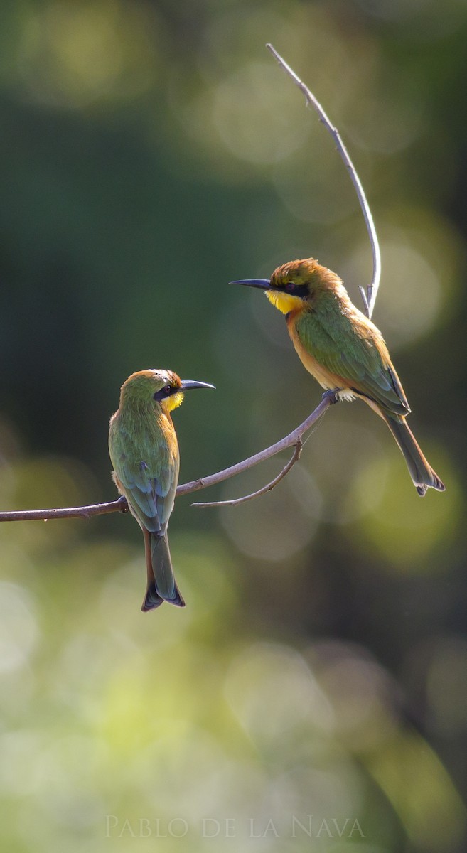 Little Bee-eater - Pablo de la Nava