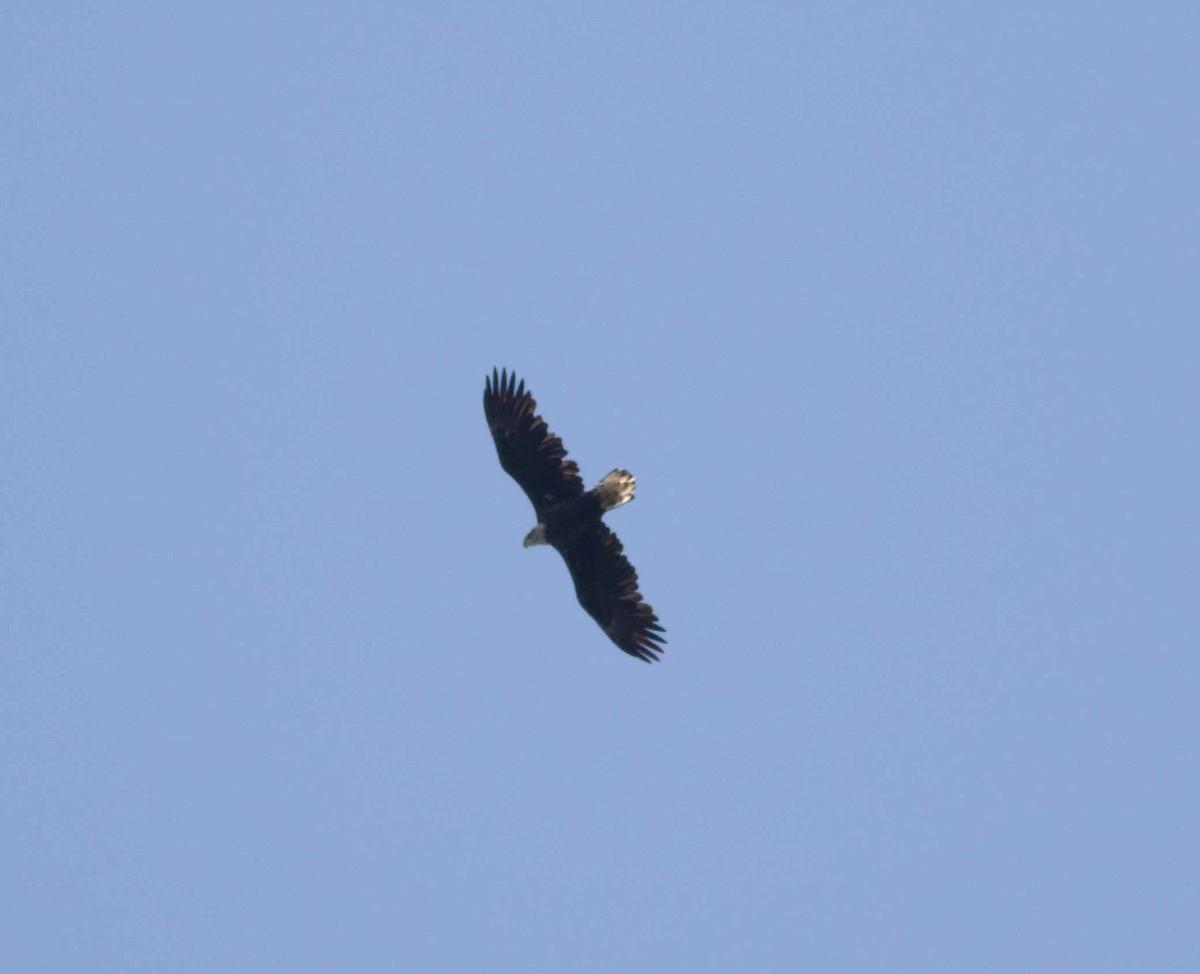 Bald Eagle - ML623803562