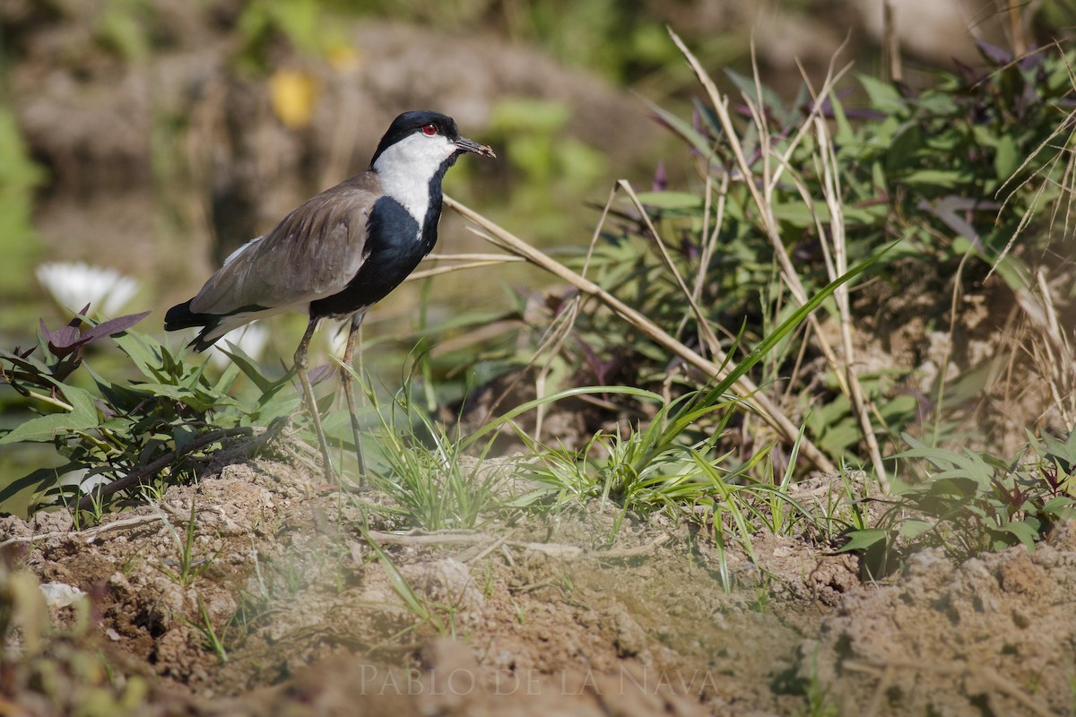 Spur-winged Lapwing - ML623803563