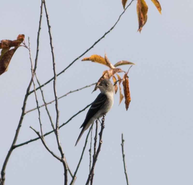 Eastern Wood-Pewee - ML623803581