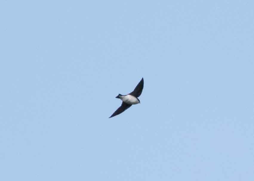 Tree Swallow - ML623803587