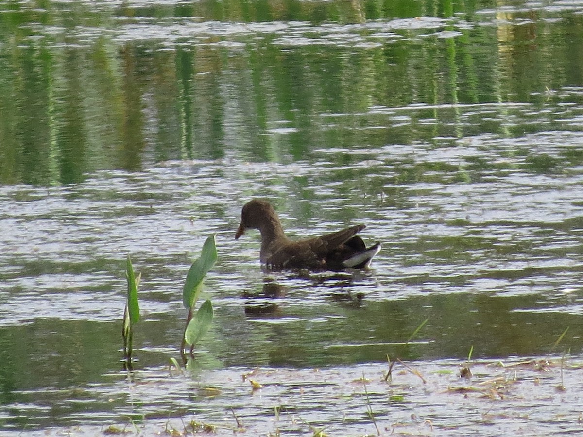 Gallinella d'acqua - ML623803588