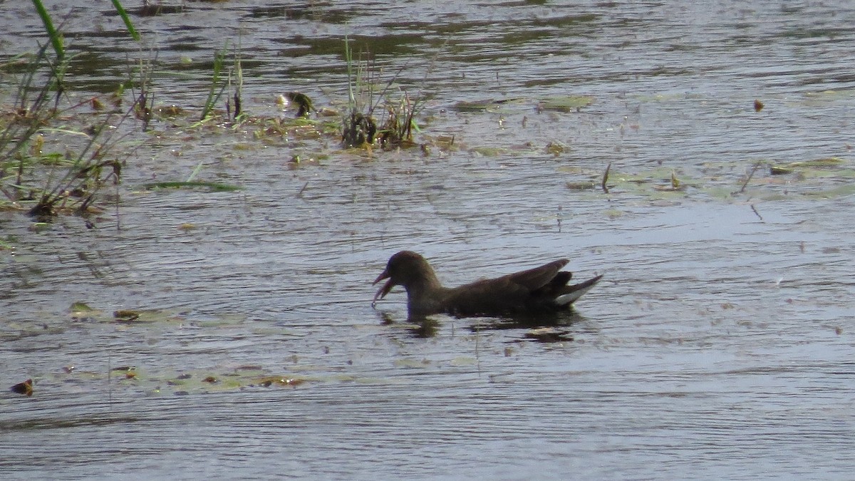 Gallinella d'acqua - ML623803600