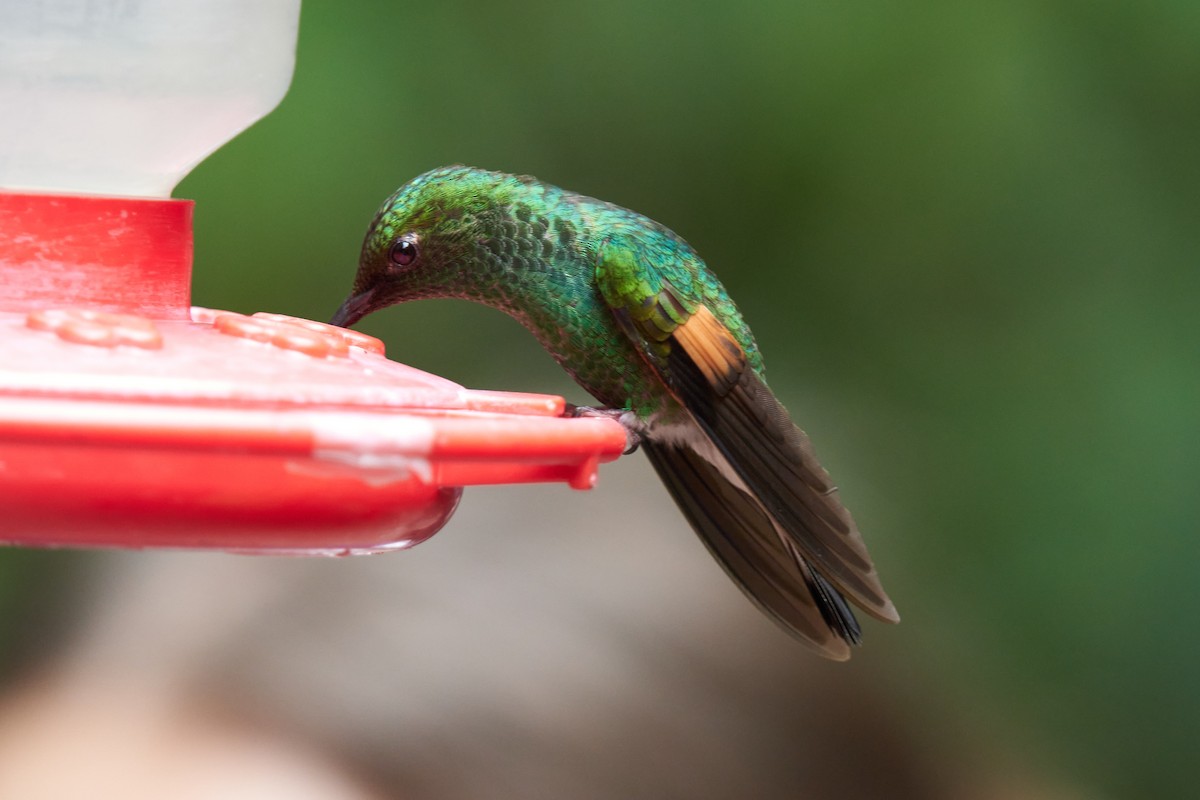 Colibrí Colirrayado - ML623803634