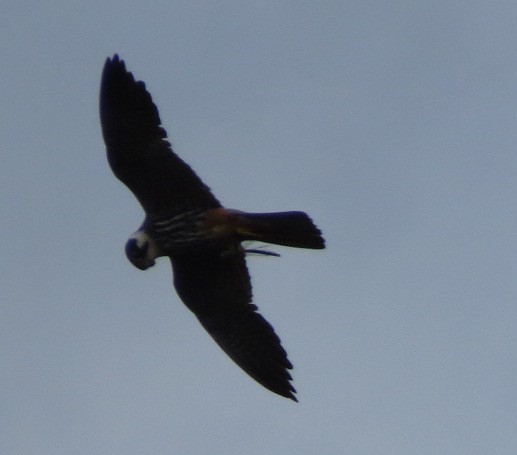 Eurasian Hobby - Javier Río