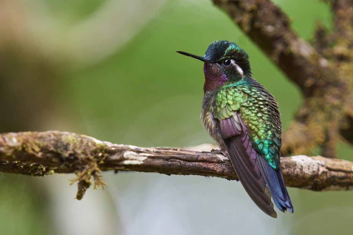 Purple-throated Mountain-gem - ML623803654