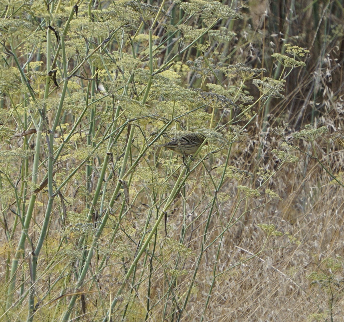 Bobolink - ML623803670