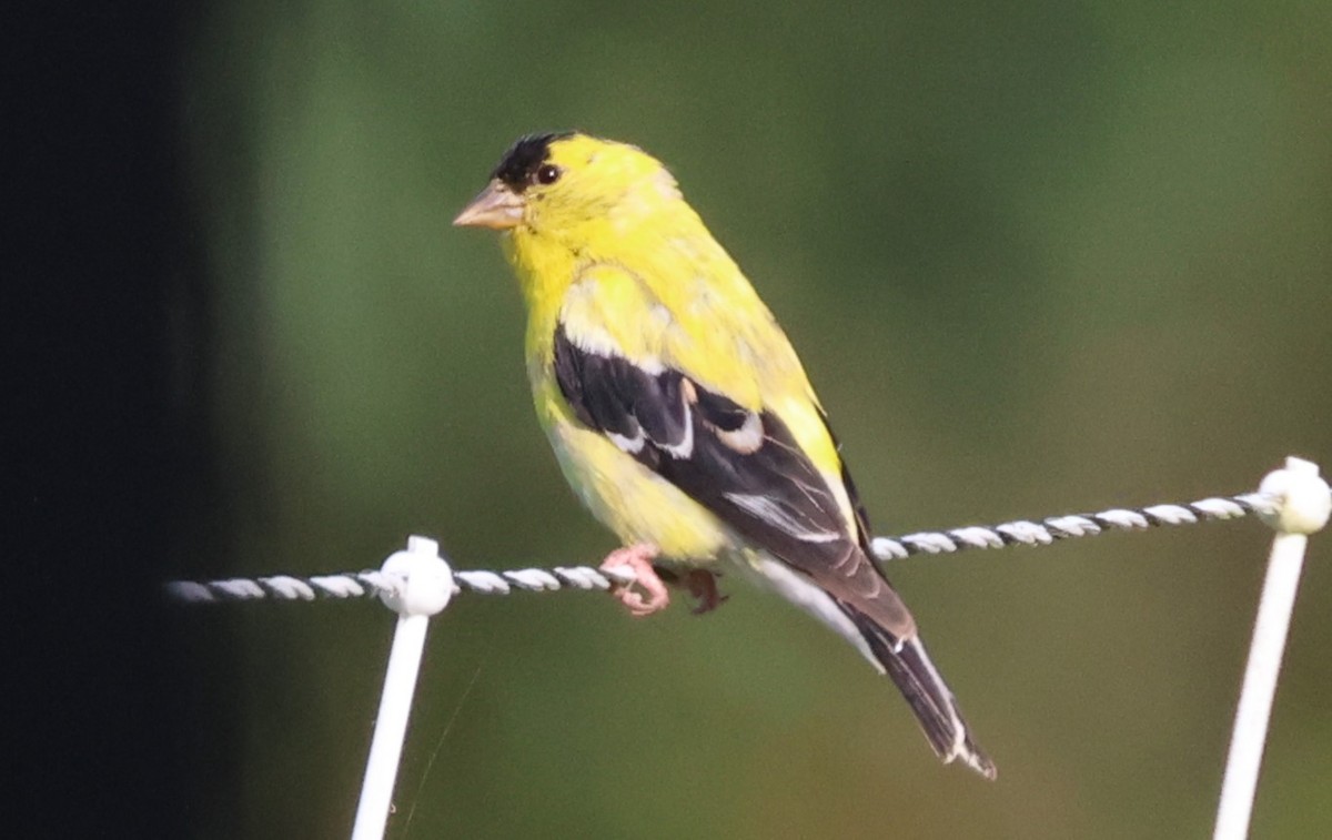 American Goldfinch - ML623803717