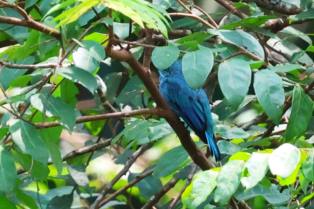 Verditer Flycatcher - ML623803722