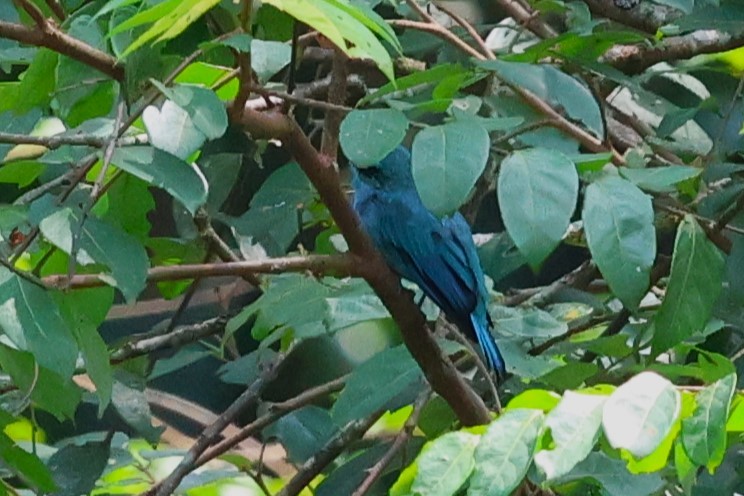 Verditer Flycatcher - ML623803723