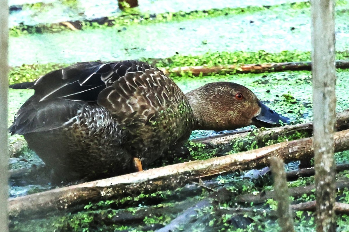 Cinnamon Teal - ML623803746