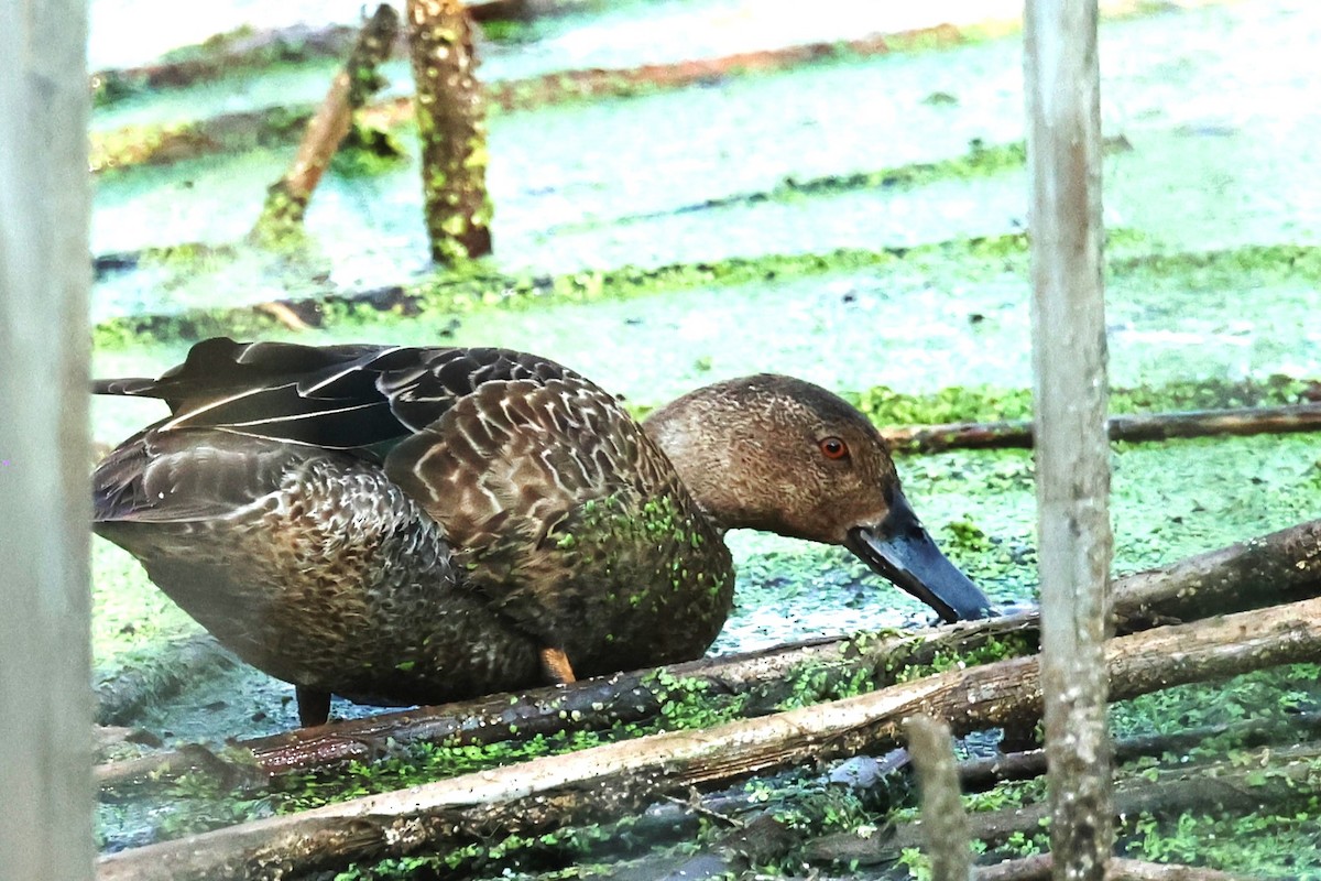 Cinnamon Teal - ML623803747
