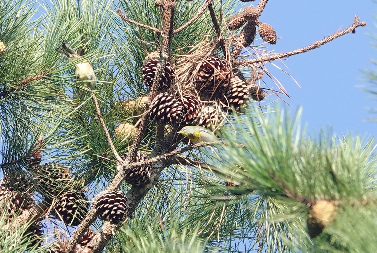 Northern Parula - ML623803778