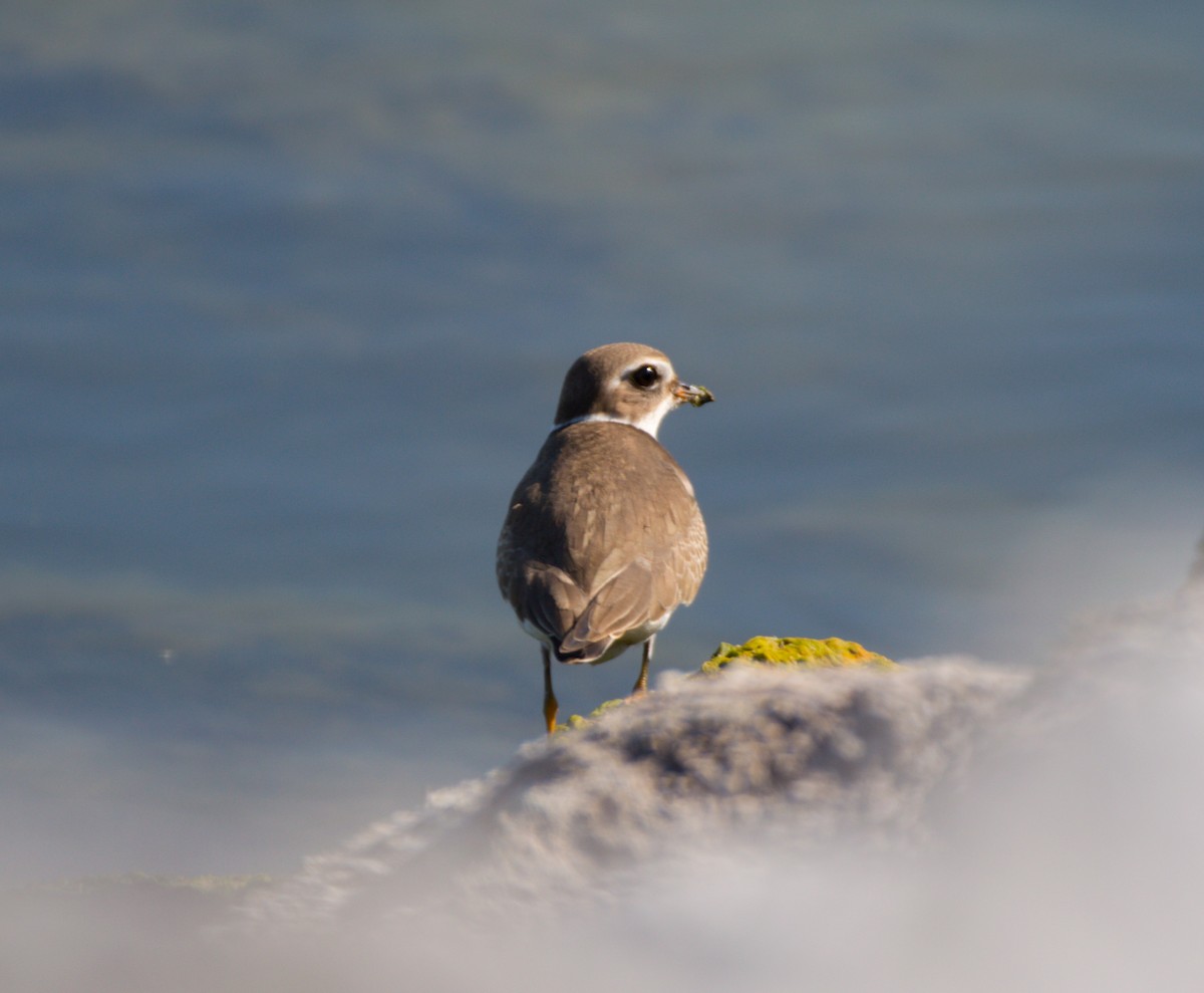 Semipalmated Plover - ML623803785