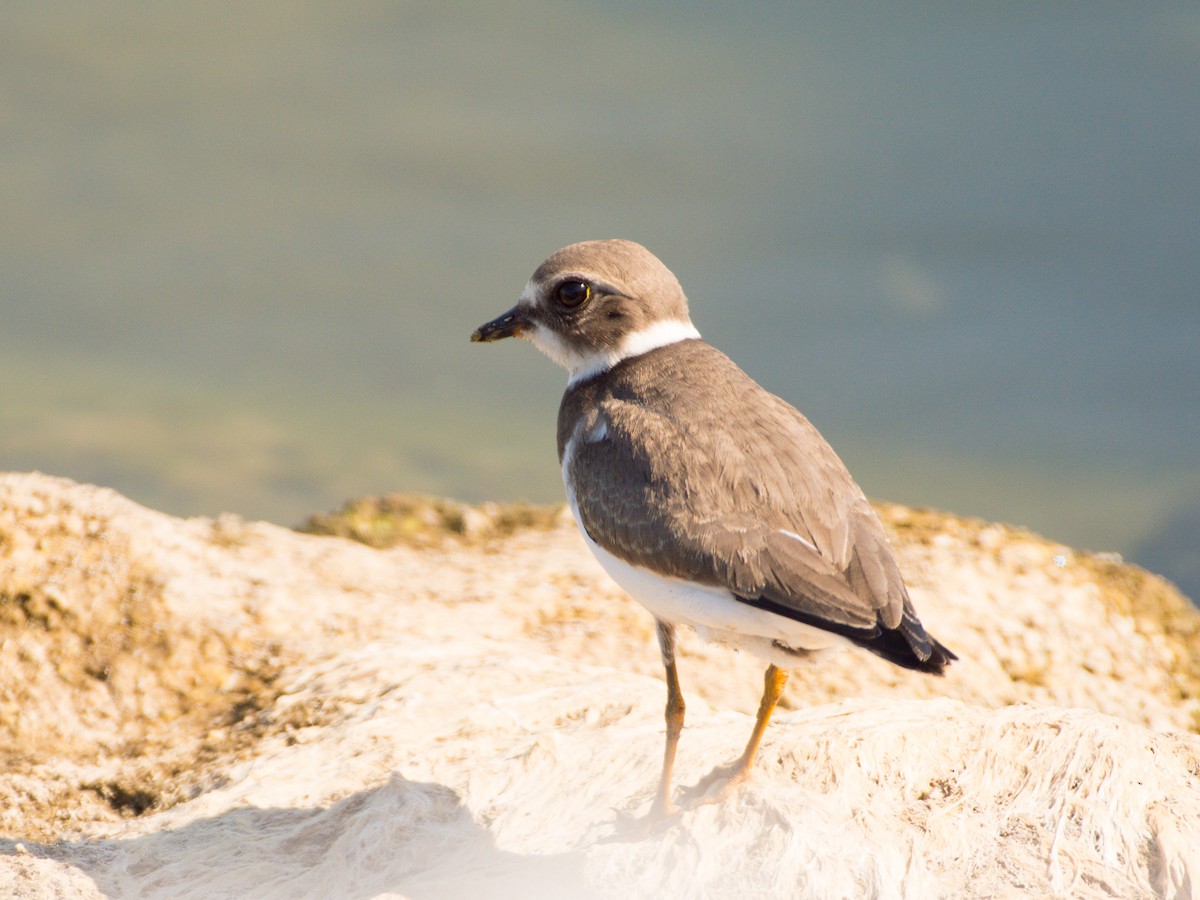 Semipalmated Plover - ML623803786