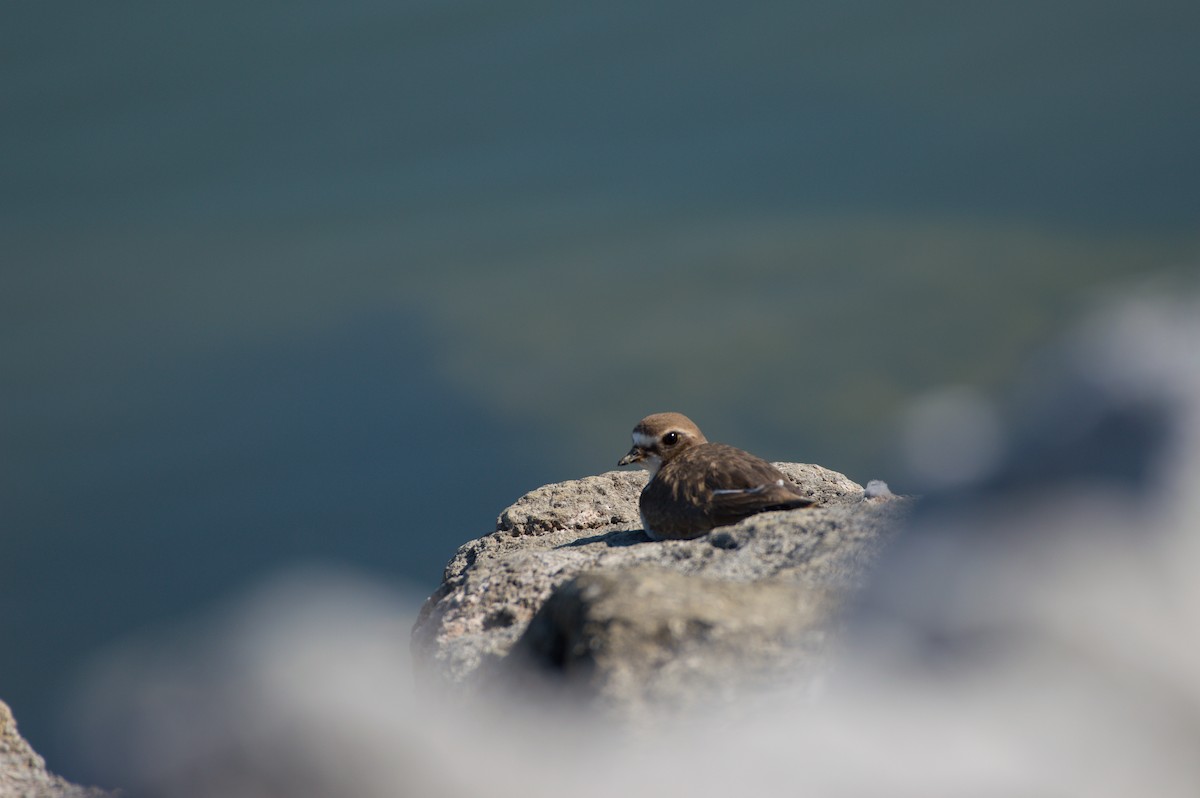 Semipalmated Plover - ML623803787