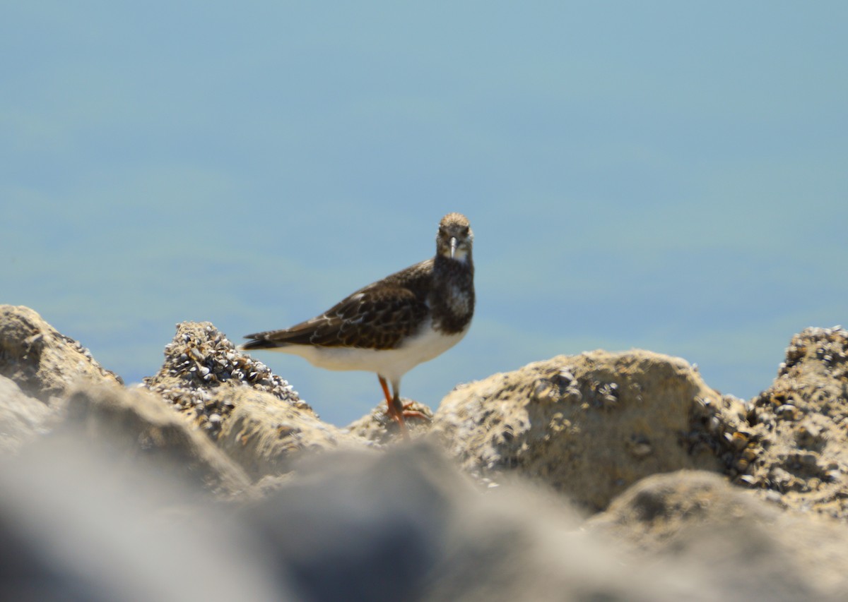Ruddy Turnstone - ML623803796