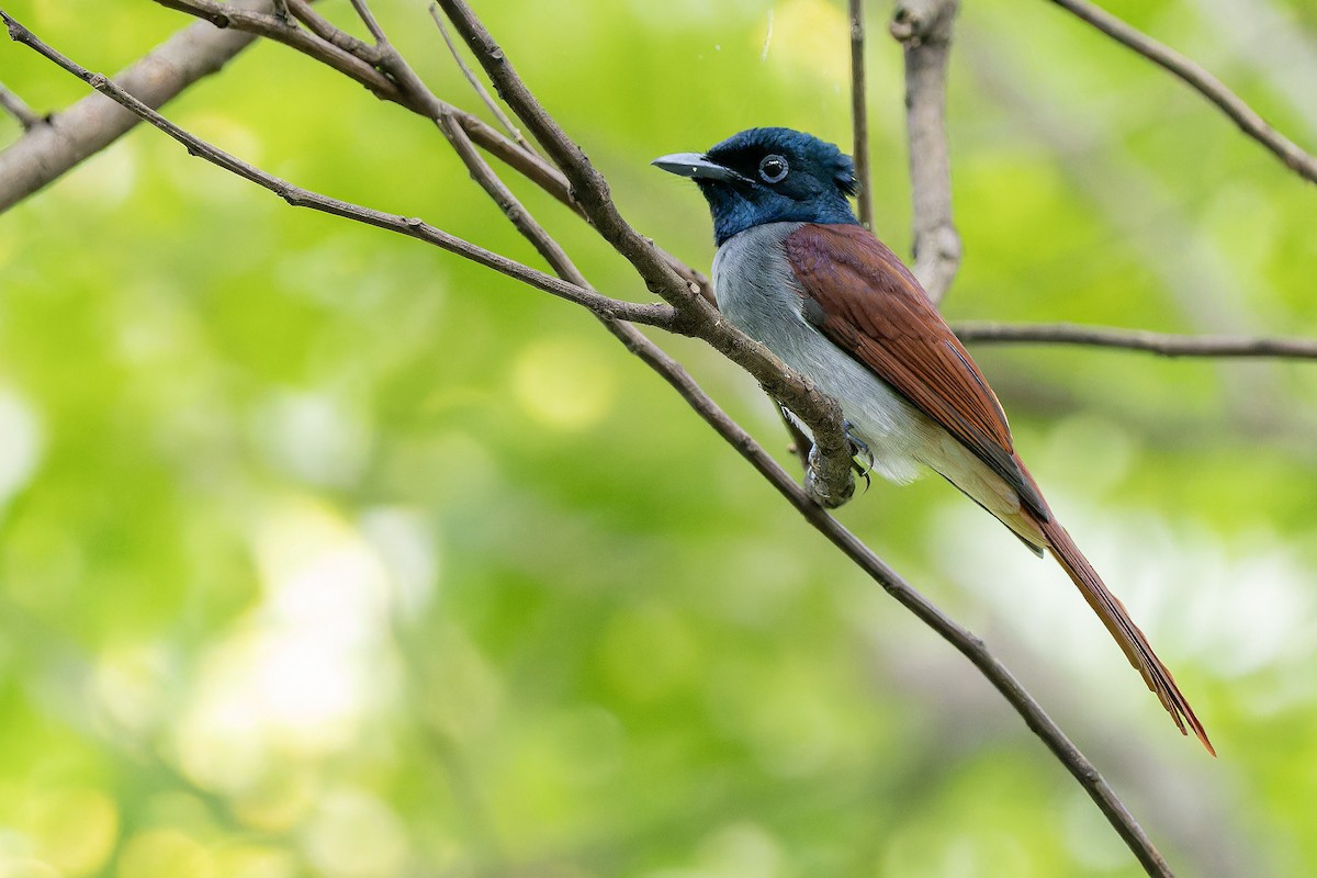 Amur Paradise-Flycatcher - Muangpai Suetrong