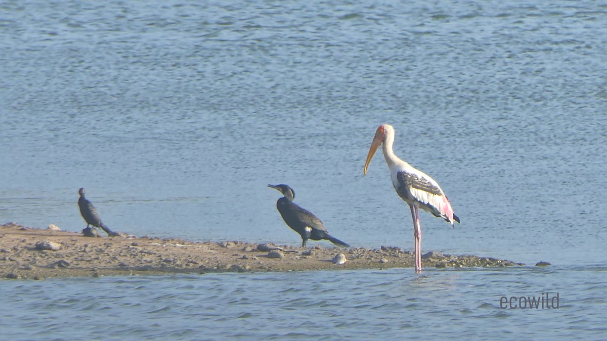 Painted Stork - ML623803809