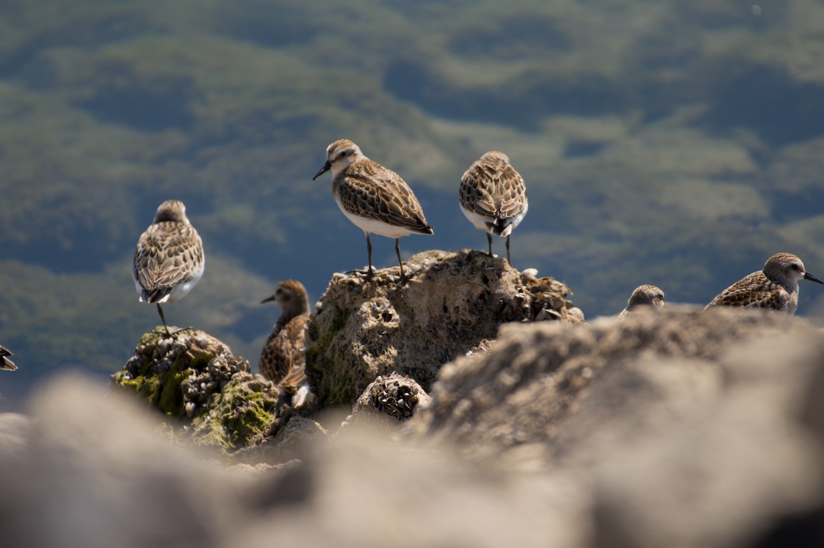 Semipalmated Sandpiper - ML623803811