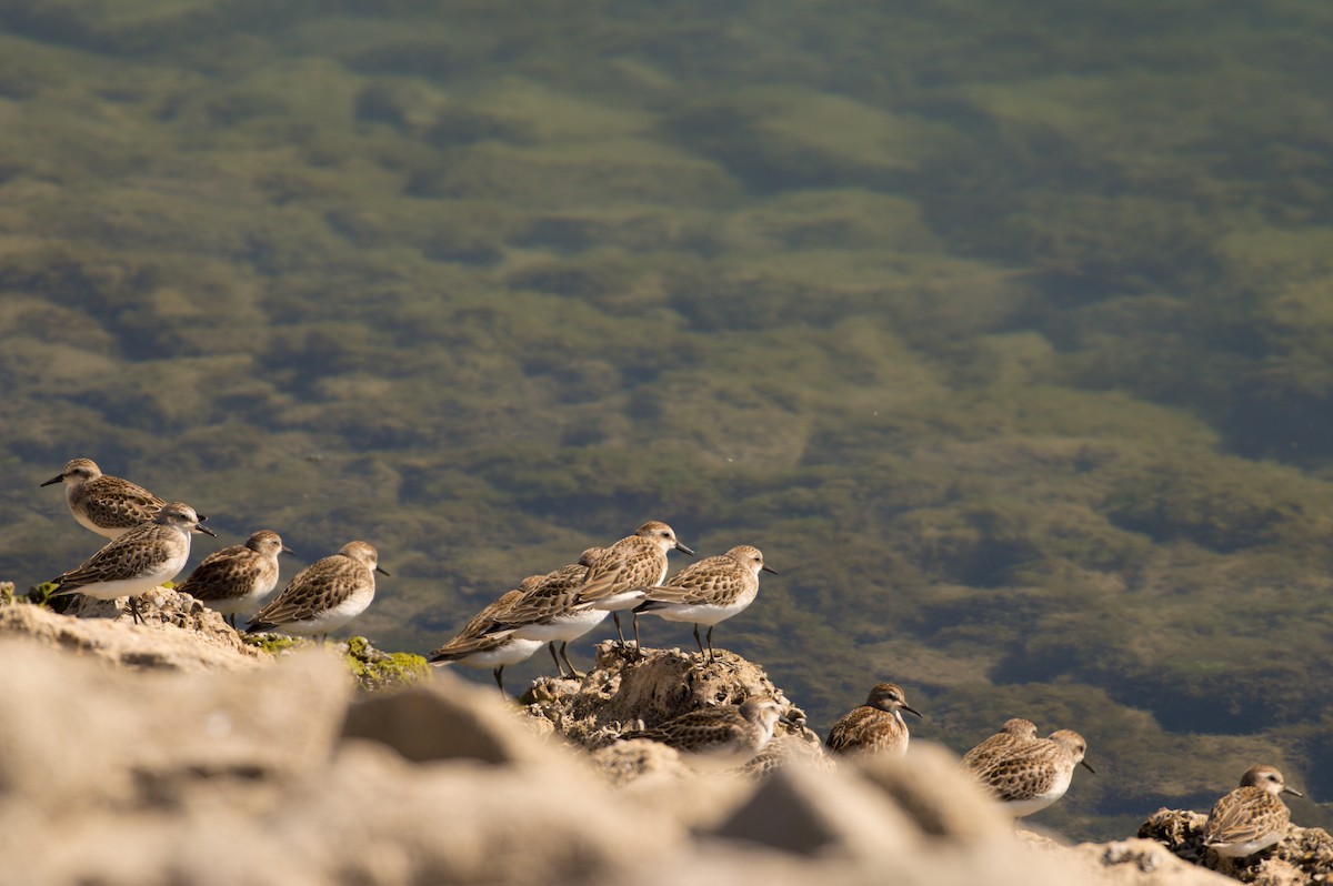 Semipalmated Sandpiper - ML623803812