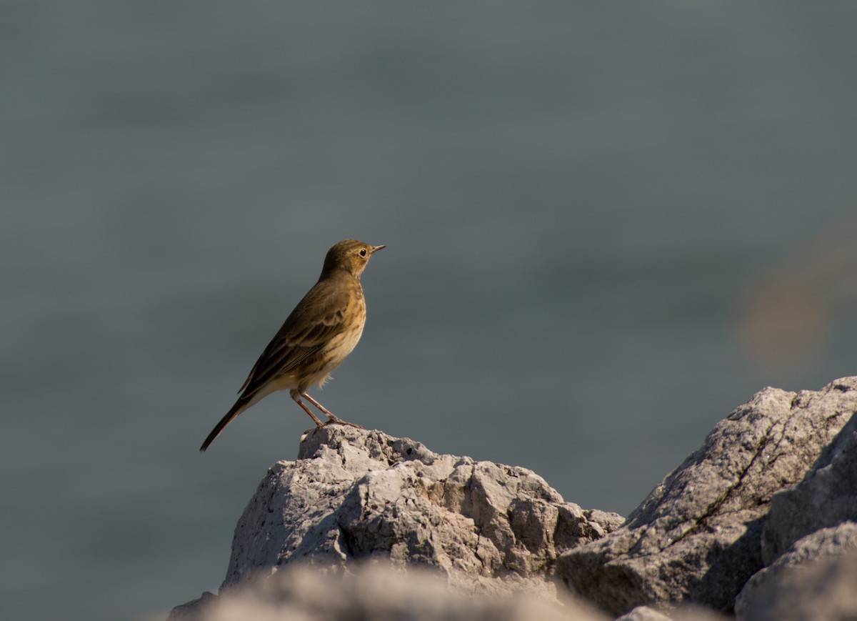 American Pipit - ML623803830