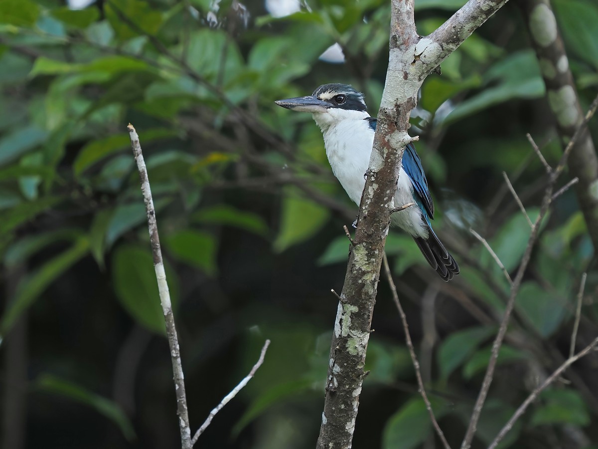 Collared Kingfisher (Collared) - ML623803887