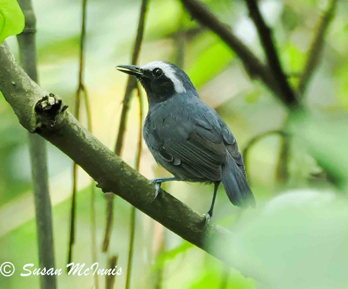 White-browed Antbird - Susan Mac