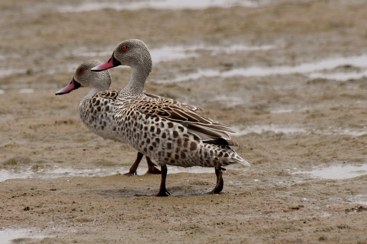 Cape Teal - ML623803906