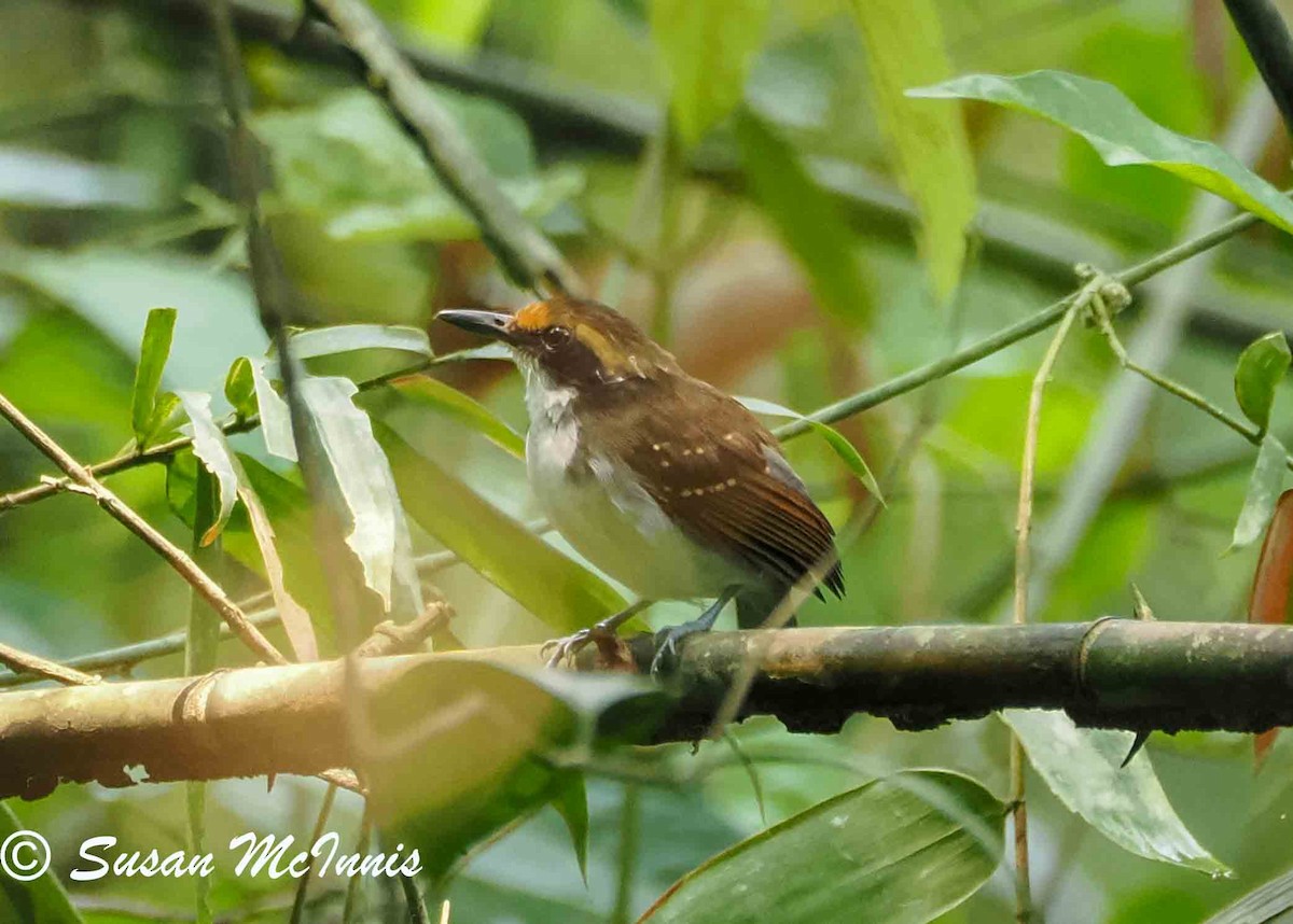 White-browed Antbird - ML623803911