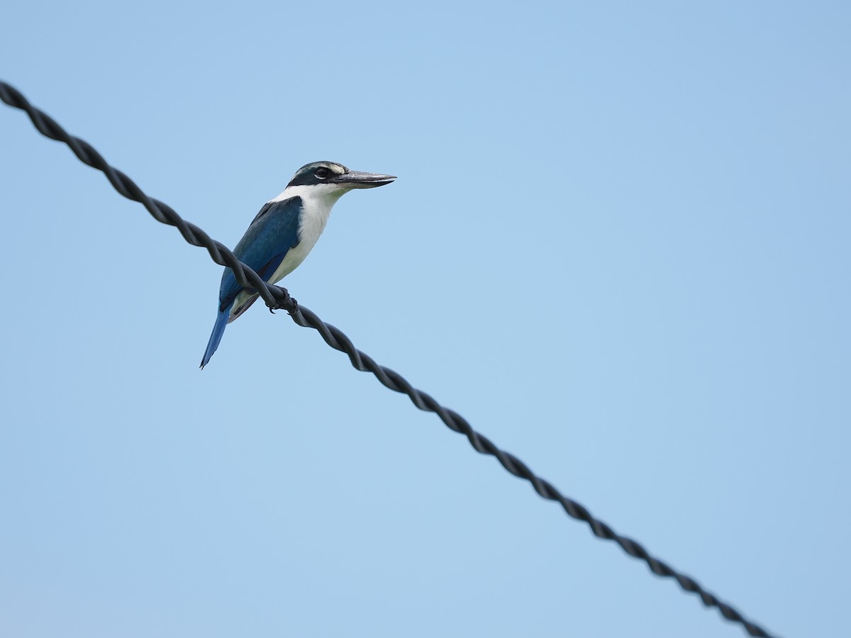 Collared Kingfisher (Collared) - ML623803913