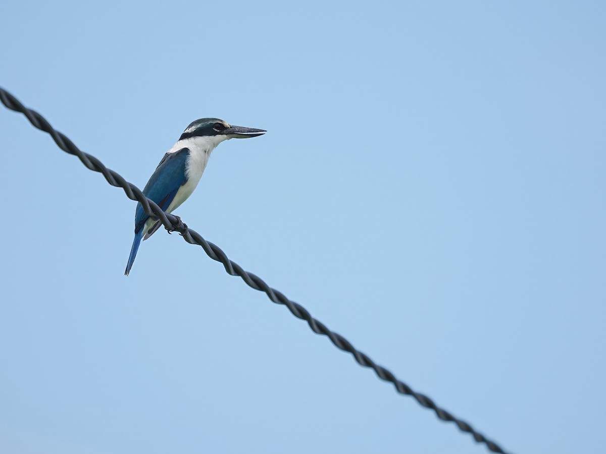 Collared Kingfisher (Collared) - ML623803914