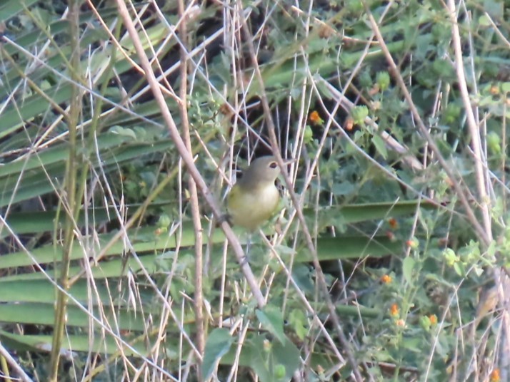 Bell's Vireo - ML623803915