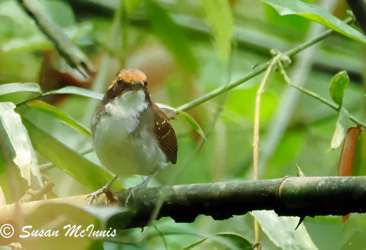 White-browed Antbird - ML623803931