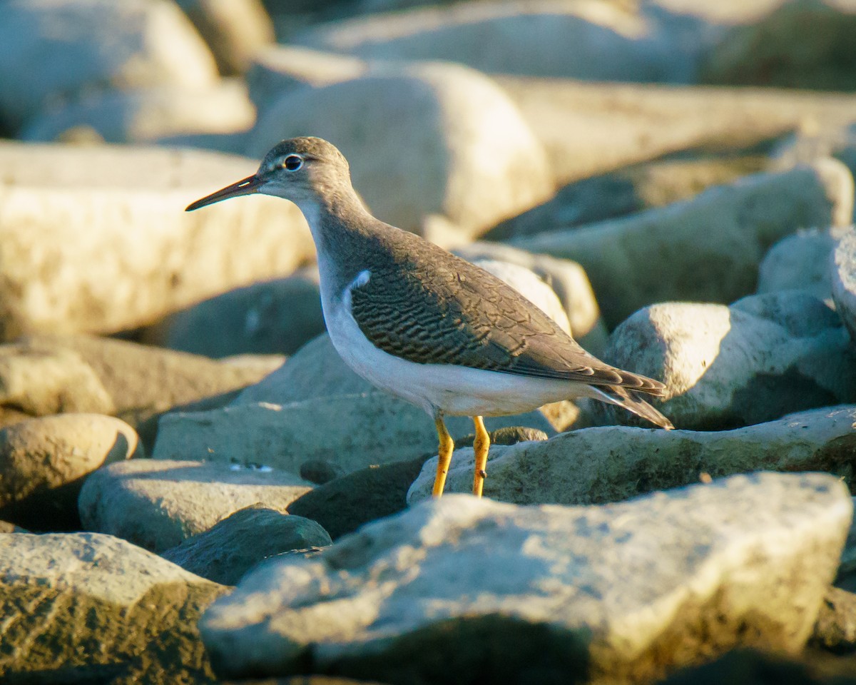 Spotted Sandpiper - ML623803938