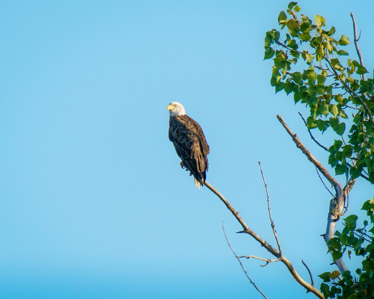 Bald Eagle - ML623803945