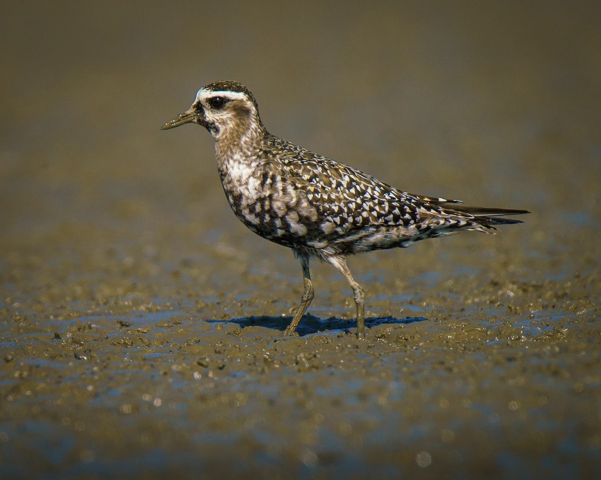 American Golden-Plover - Carey Sherrill