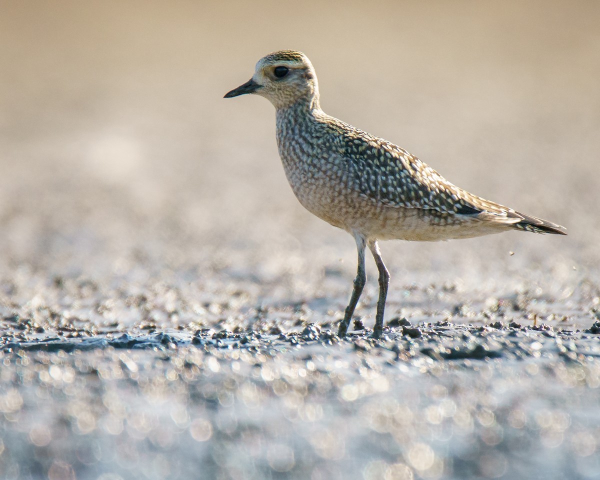 American Golden-Plover - ML623803963