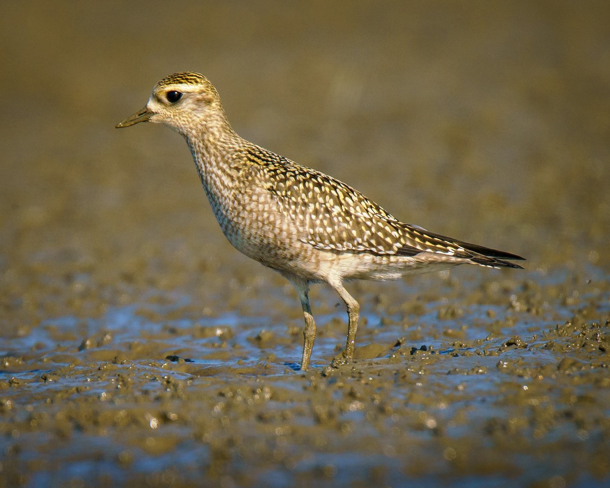 American Golden-Plover - ML623803964