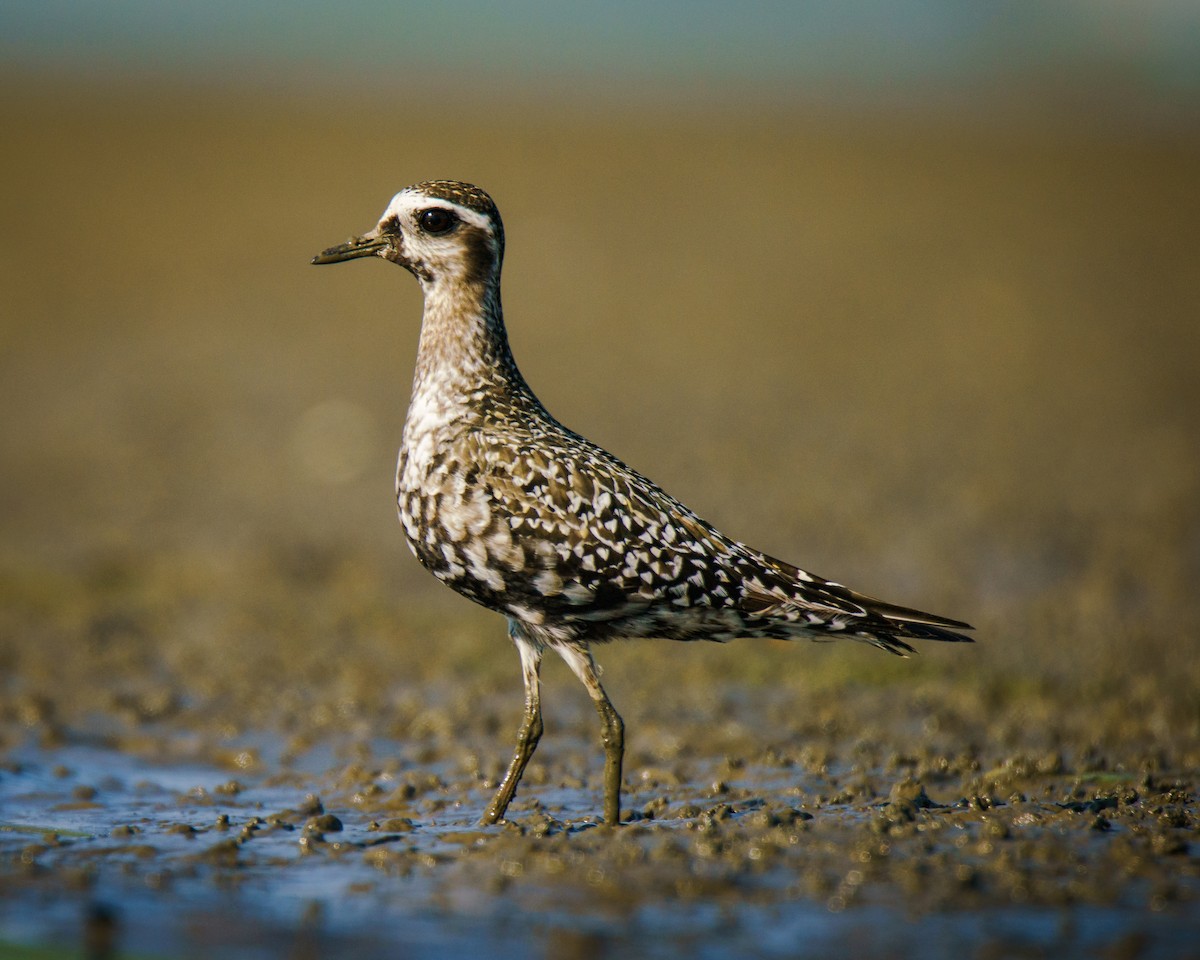 American Golden-Plover - ML623803965