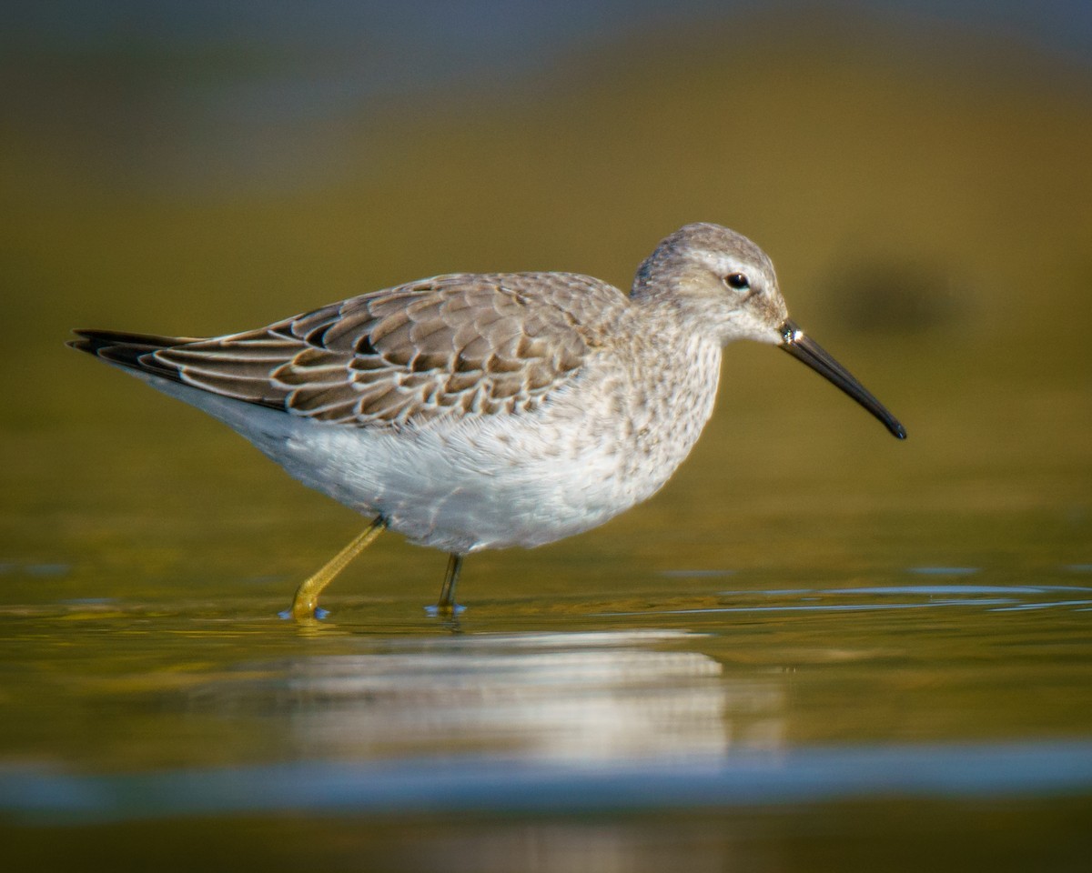 Stilt Sandpiper - ML623803968